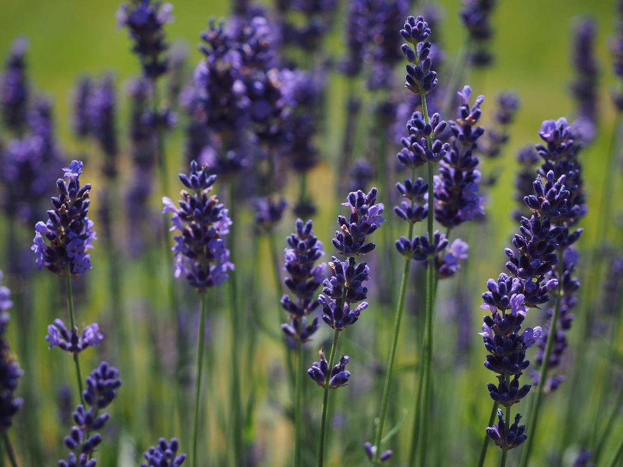 lavender-levendula_ev_gyogynovenye