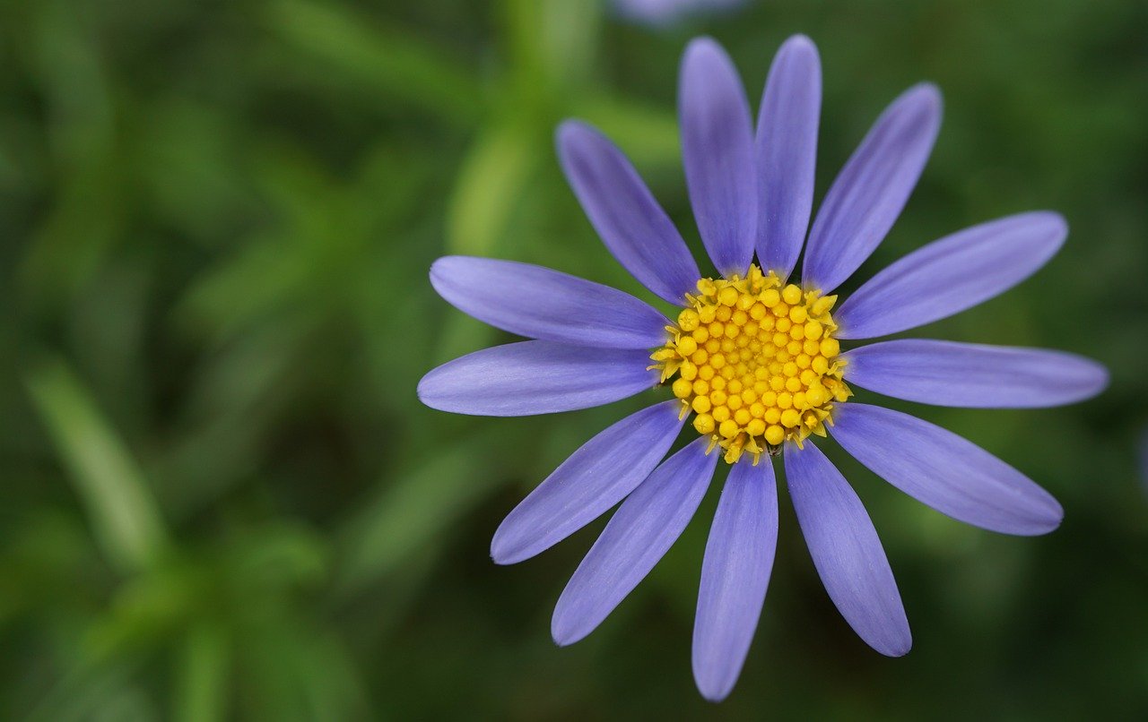 purple-flower_tavasz