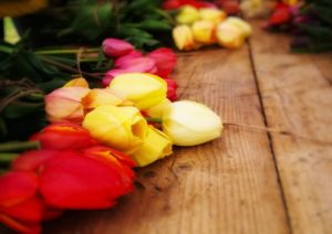 tulipánszüret