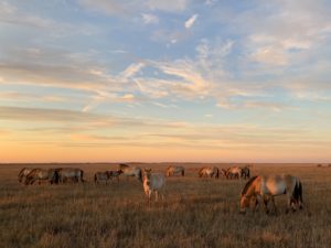 Vadlovak_film_-Wild-horse-herd-autumn-light_-Zoltan_Török_mozinet